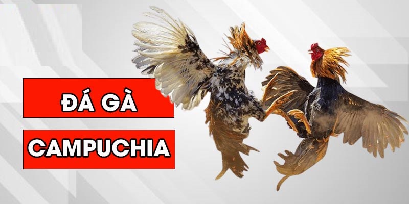 Đá gà 789P là một hình thức giải trí thu hút đông đảo người chơi tham gia cá cược