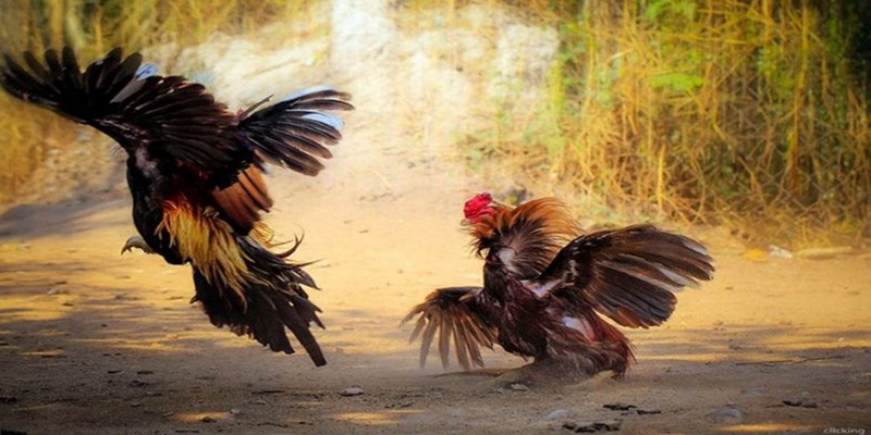 Đôi điều về đá gà trực tiếp hôm nay
